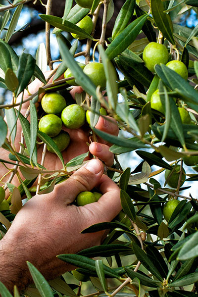 Produzione Blugaro